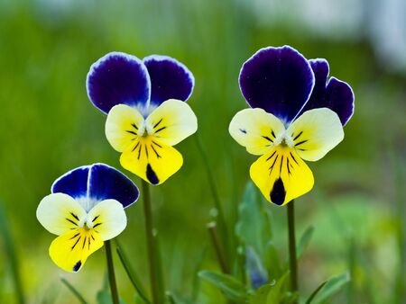 Violas or Pansies Closeup in a Gardenの写真素材