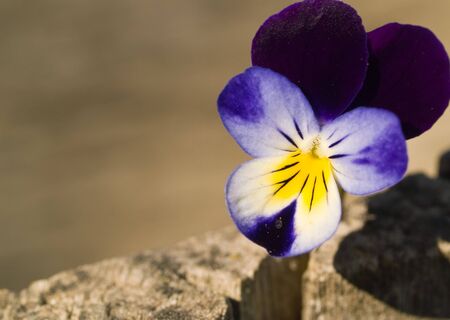 Violas or Pansies Closeup outside on a natural backgroundの写真素材