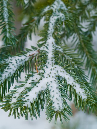 Snow Covered Pine Tree Branches Close Upの写真素材