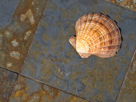 Seashell on Gray and Rust Colored Marble Tilesの写真素材