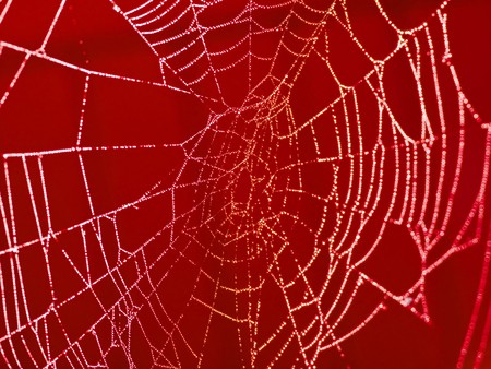 Redtoned Spider Web Covered with Sparkling Dew Dropsの写真素材