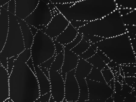 Spider Web Covered with Sparkling Dew Dropsの写真素材