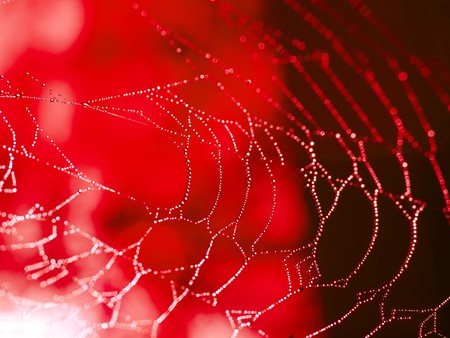 Redtoned Spider Web Covered with Sparkling Dew Dropsの写真素材