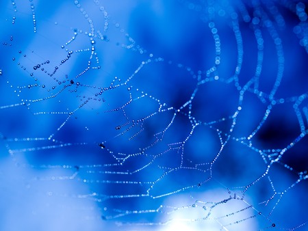 Spider Web Covered with Sparkling Dew Dropsの写真素材