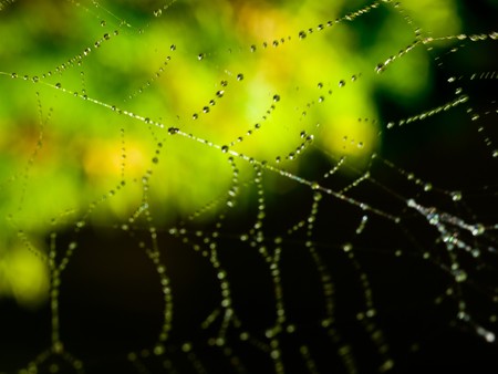 Spider Web Covered with Sparkling Dew Dropsの写真素材