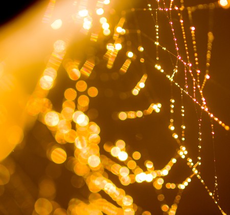 Goldtone Spider Web Abstract with Sparkling Dew Drops Selective Focusの写真素材