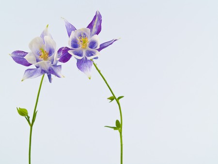 Blooming Columbine Flowers Before a Blank White Backgroundの写真素材