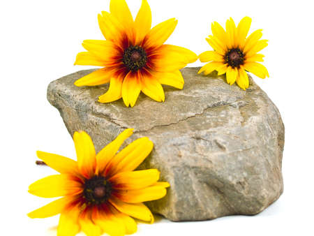 Yellow Daisies on Gray Stones Isolated on Whiteの写真素材