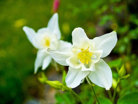 Columbine Blooming in a Sunny Springtime Gardenの写真素材