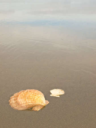 Scallop Shells on a Wet Sandy Beachの写真素材