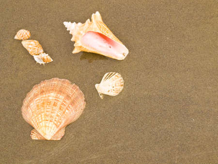 Scallop and Conch Shells on a Wet Sandy Beach