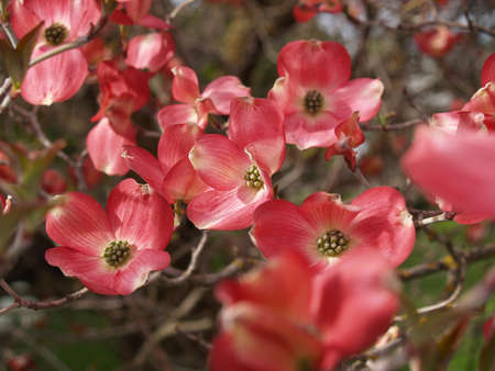 Pink Dogwood Tree Blooms at the Height of Springtimeの写真素材