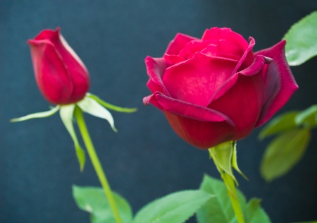 Longstemmed Red Rose on the Branch in a Gardenの写真素材
