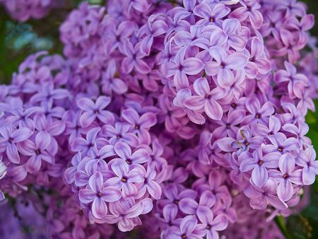 Purple and Pink Lilac Clusters Blooming in Springtime