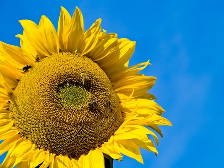 Honeybee Covered in Pollen in a Sunflowerの写真素材