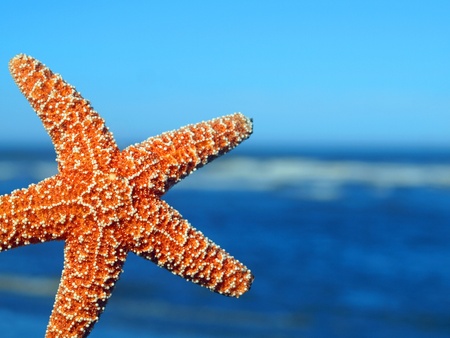 A Single Starfish Peeking from the Edge with Ocean Waves in the Backgroundの写真素材