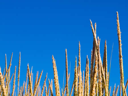 Green and Yellow Beach Grass with a Blue Clear Skyの写真素材