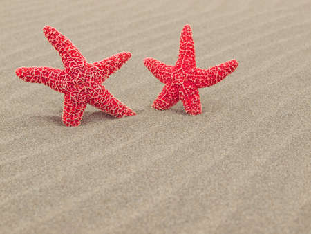 Two Red Starfish on the Beach with Windswept Sand Ripplesの写真素材
