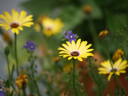 Yellow Daisies Growing in a Green Fieldの写真素材