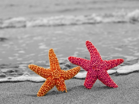 A Red and Orange Starfish Against a Black and White Shorelineの写真素材