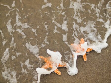Two Red Starfish on the Shoreline with Waves