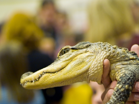 Baby Alligator Closeup Details in an Indoor Settingの写真素材
