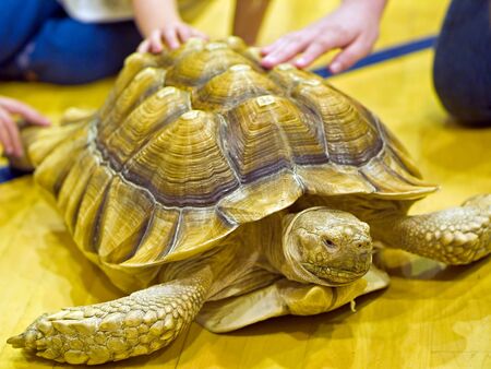 Tortoise in an Indoor Setting with Children's Handsの写真素材