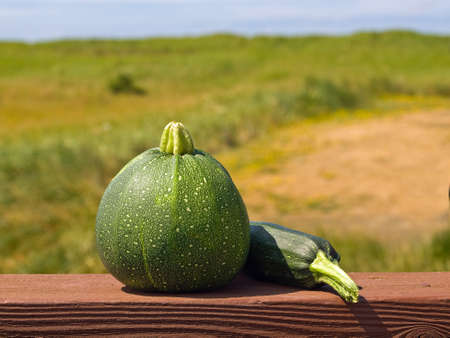 Zucchini Outside on a Wooden Deck Rail in Full Sunshineの写真素材