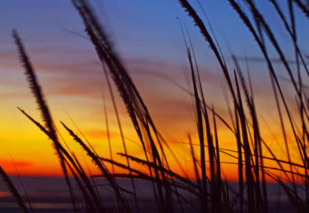 Golden Sunset at the Beach with Tall Grass in the Windの写真素材