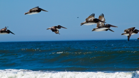 A Variety of Seabirds at the Seashore Featuring Pelicansの写真素材