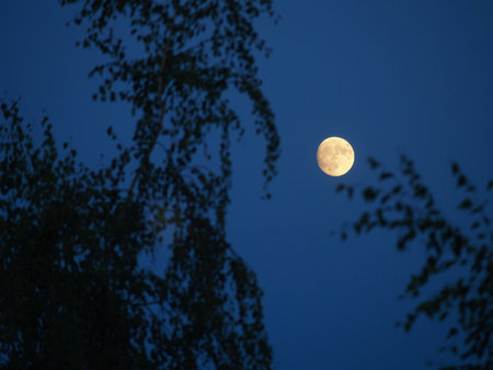 Moonlight Through Trees Silhouetted in Night Skyの写真素材