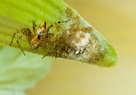 Spider and Babies on an Artificial Leafの写真素材