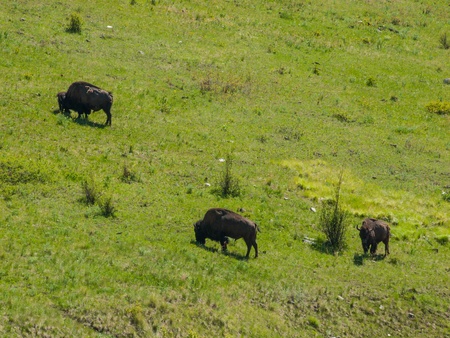 Large American Bison at the National Bison Range in Montana, USAの写真素材