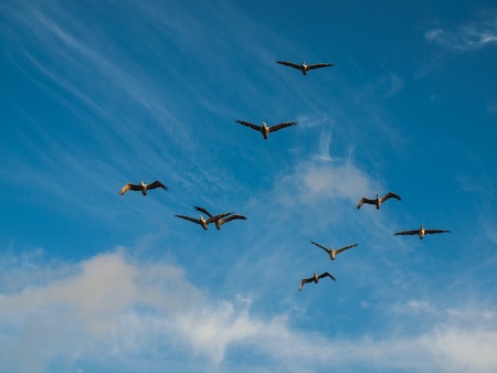 A Flock of Pelicans in Flight Over the Oceanの写真素材