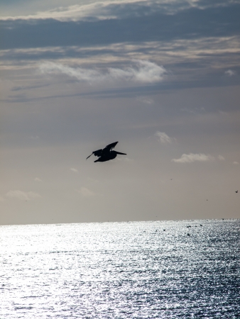 A Single Pelican in Flight Over the Oceanの写真素材