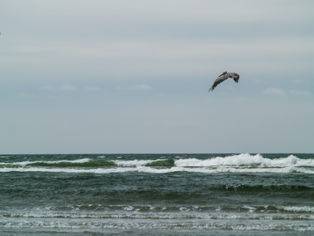 A Variety of Seabirds at the Seashore Featuring Pelicansの写真素材
