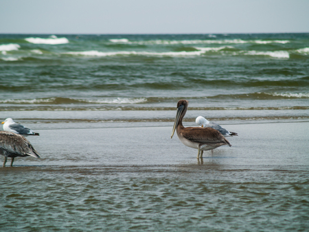 A Variety of Seabirds at the Seashore Featuring Pelicansの写真素材