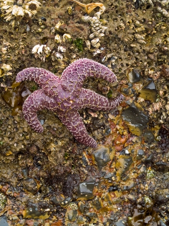 Starfish Attached to Rocks as the Surf is Coming Inの写真素材