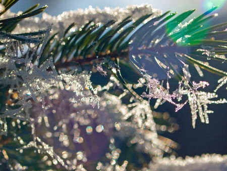 Ice Crstyals on Pine Tree Branches in Winterの写真素材