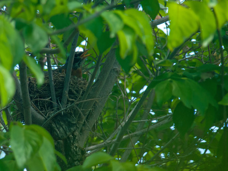 Robin Red Breast in a Nest in a Green Leafy Dogwood Treeの写真素材