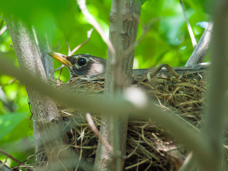 Robin Red Breast in a Nest in a Green Leafy Dogwood Tree