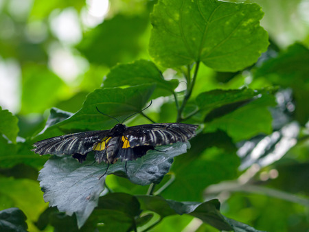 Butterfly on a Plants in a Gardenの写真素材