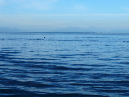 Orca Whales on the Surface of the Water in Puget Sound, Washington USAの写真素材