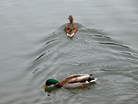 Ducks Swimming at the Edge of a Lakeの写真素材