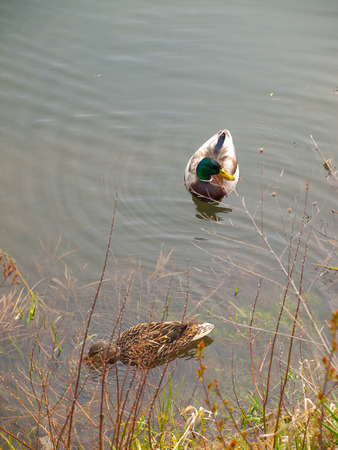 Ducks Swimming at the Edge of a Lakeの写真素材