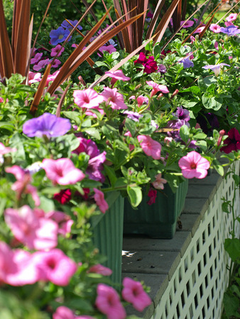 Pretty and Colorful Flowers in a Rural Settingの写真素材
