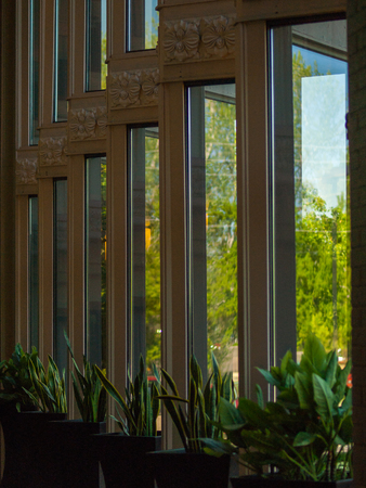 Windows and Plants on the Interior of a Building