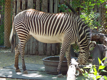 Zebra Exhibit at Zoo Boise in Boise Idaho USAのeditorial素材
