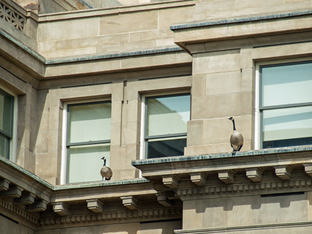 Canadian Geese on the  Capitol Building in Boise Idaho USAのeditorial素材