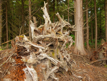 Forest Trees Regrowth from Roots and Stumpsの写真素材